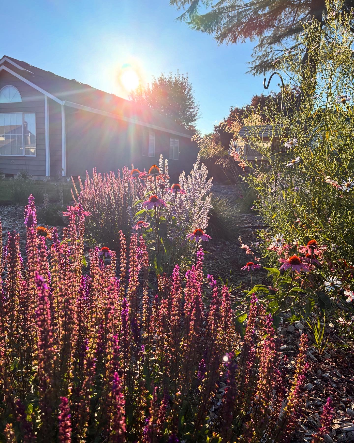 Wispy Garden