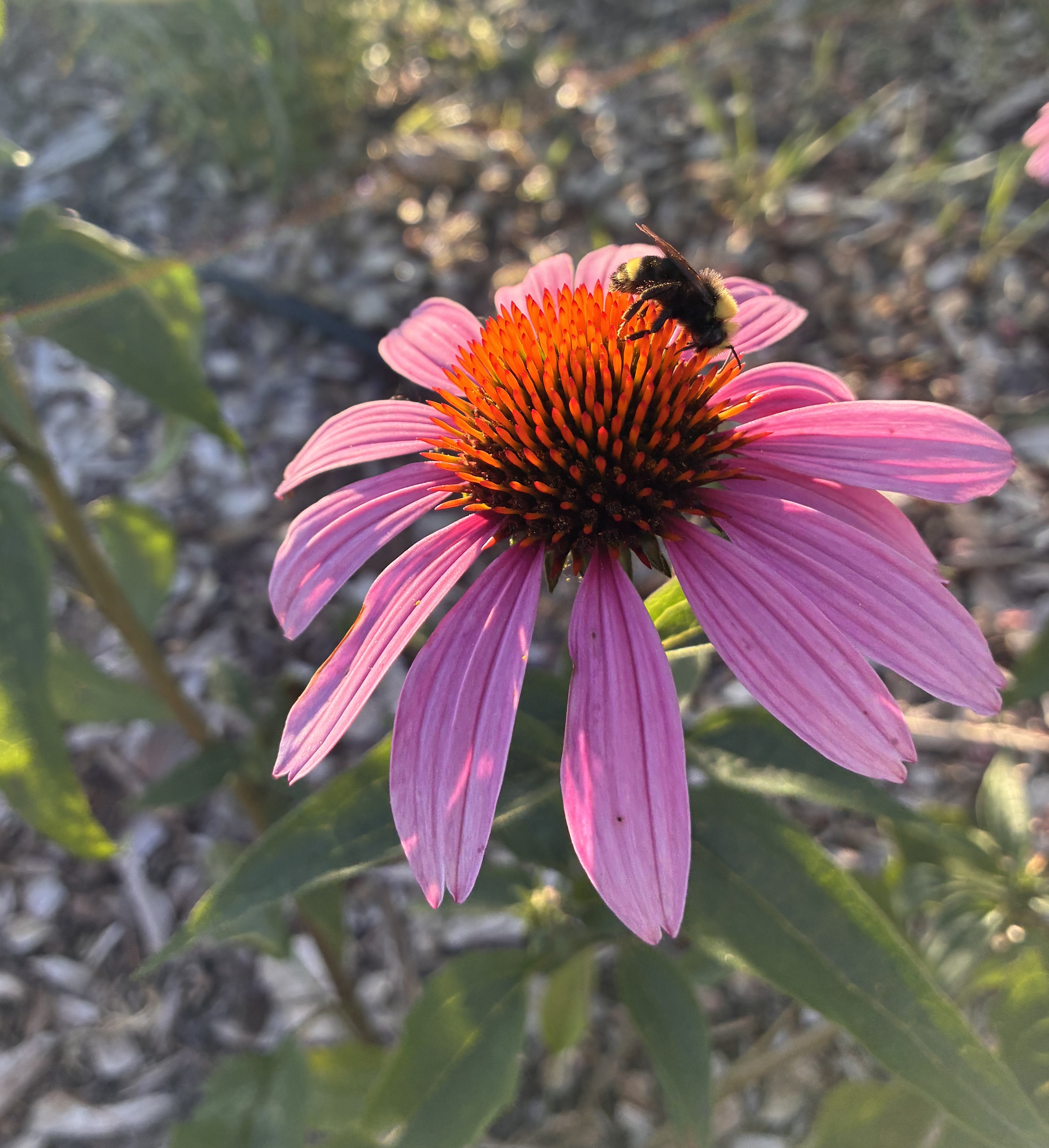 Echinacea
