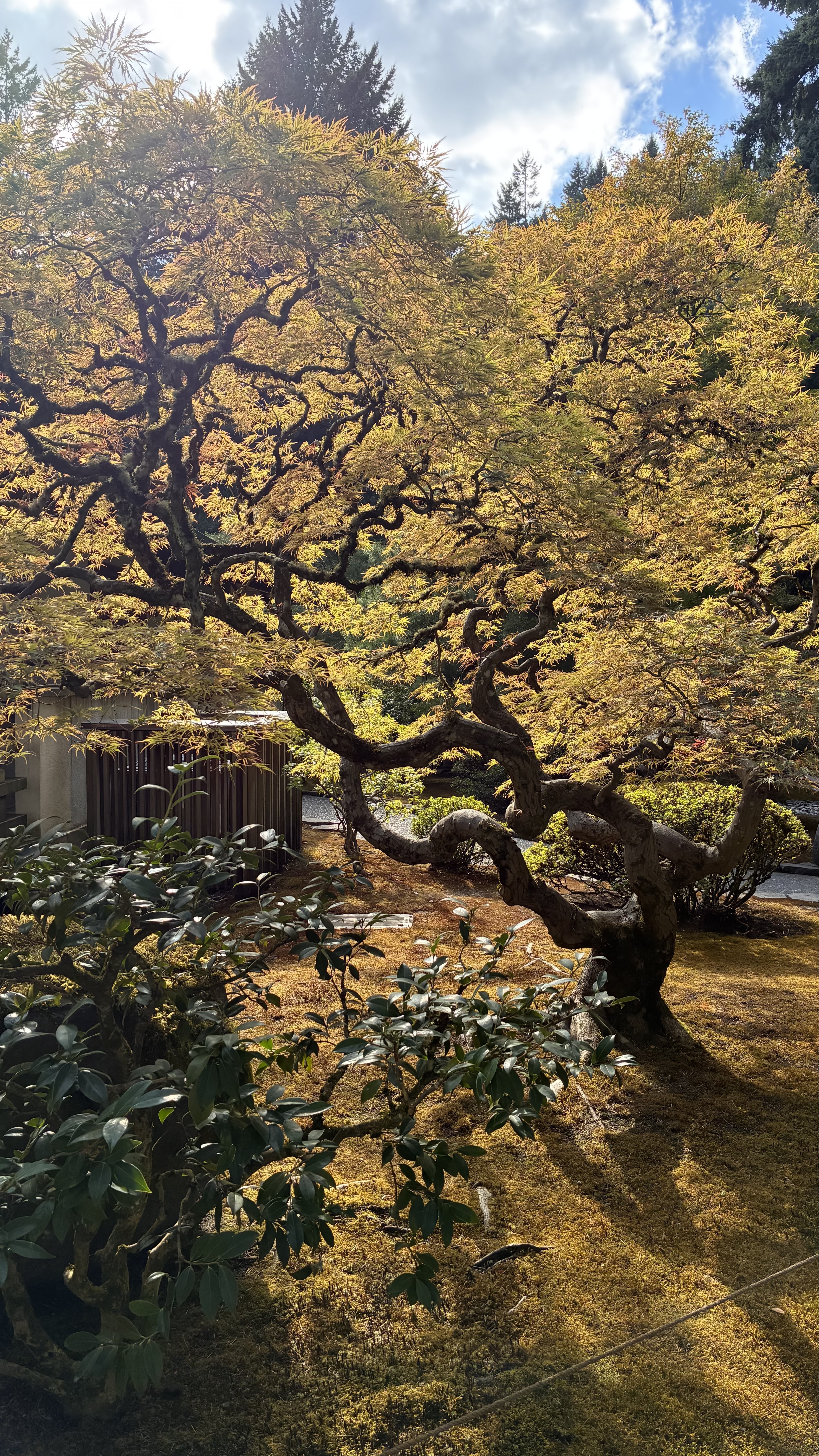 Maple Tree